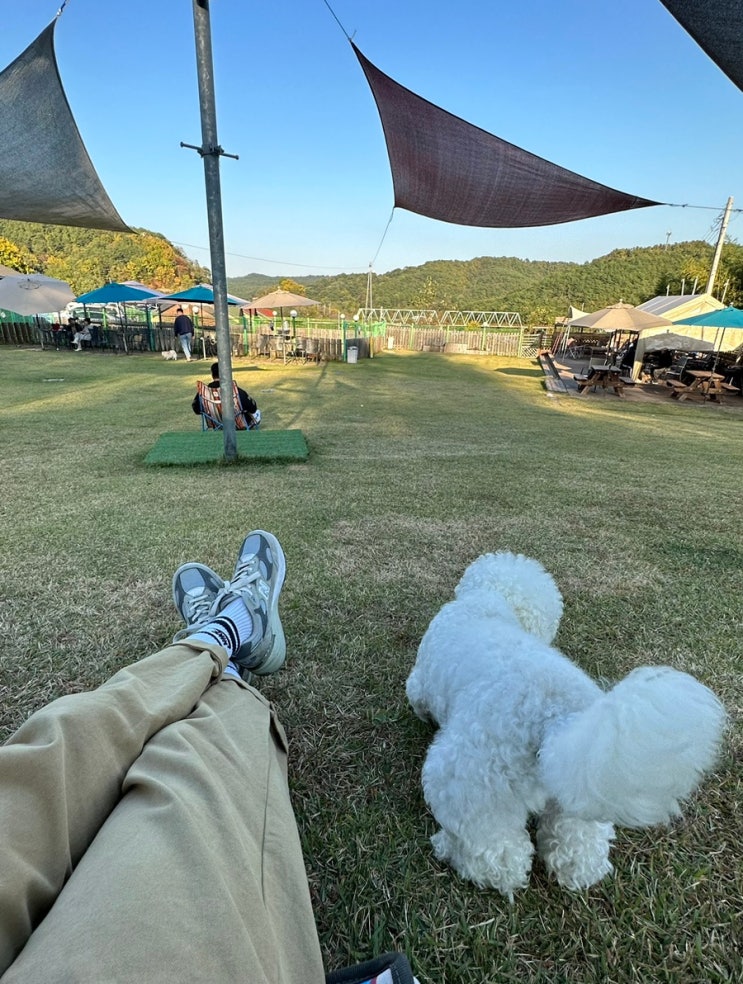  비숑 나무 최애! 잔디언덕이 예쁜 진주애견카페 아웃독 (feat.떡볶이맛집)