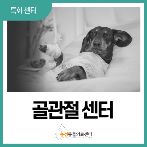  [ 골관절 센터 ] 강아지 슬개골 탈구, 전십자인대 파열 전문 수술(경기 광주, 분당 동물병원)