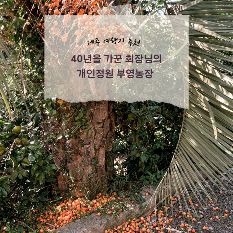  특별한 제주여행지(?) 꼭꼭 숨겨진 회장님의 개인 정원 부영농장 가을 팝업 오픈