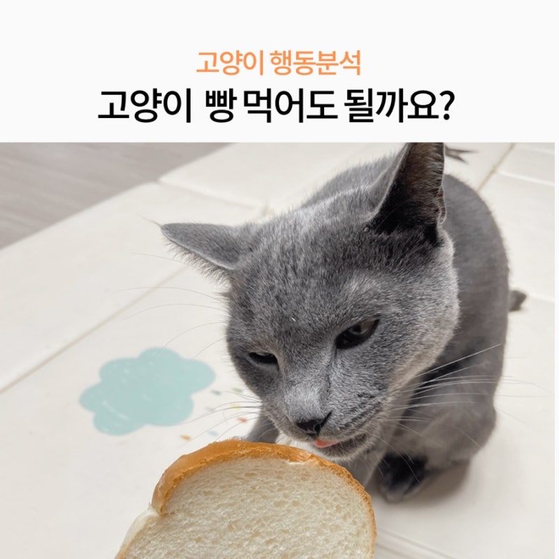 고양이 빵 먹어도 될까요? 급여 방법과 주의사항 알아보기 : 네이버 블로그 고양이 빵 먹어도 될까요? 급여 방법과 주의사항 알아보기 : 네이버 블로그