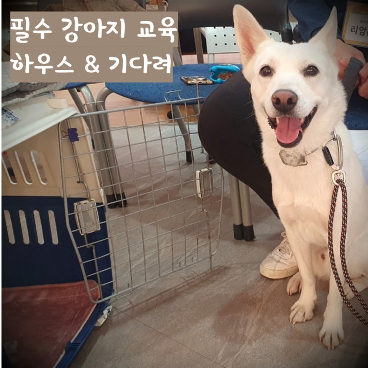 가장 중요한 강아지 교육 하우스 가장 중요한 강아지 교육 하우스