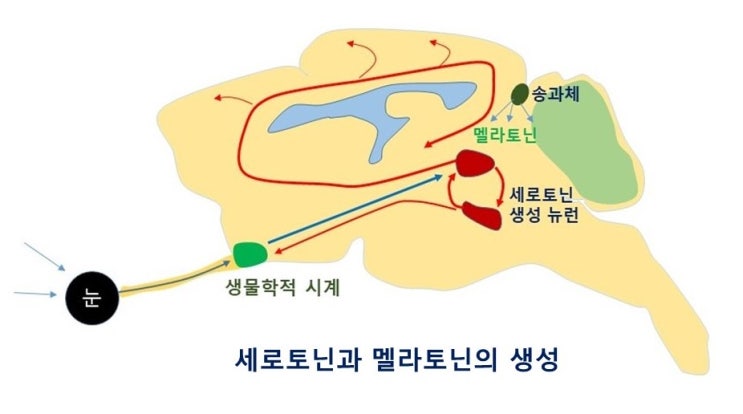 멜라토닌(melatonin), 세로토닌(serotonin)과 수면이상