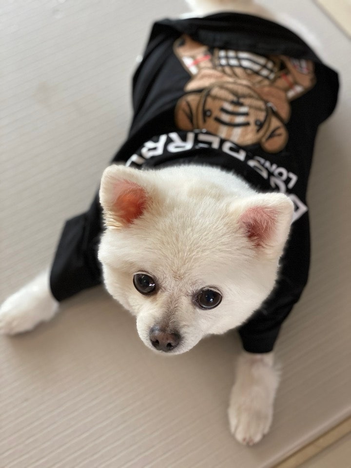  노령견 강아지 신부전 췌장염, 갑작스러운 이별