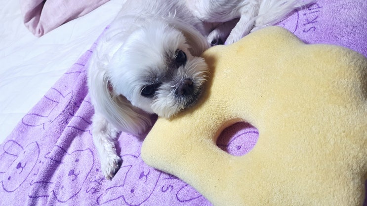  주간일기 #19