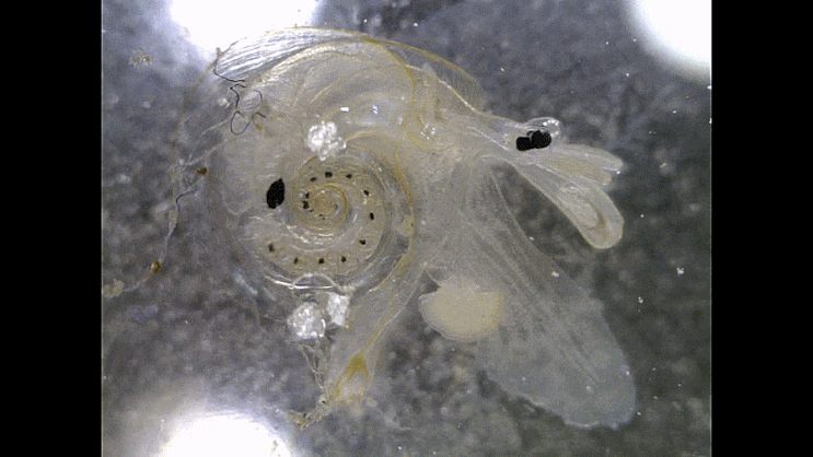 Atlantidae sp. 바다나비고둥과의 1종