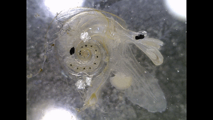  Atlantidae sp. 바다나비고둥과의 1종
