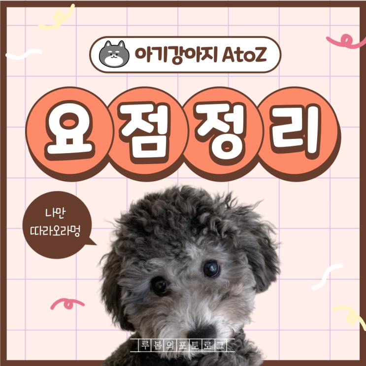  건강한 반려견 아기강아지 입양 준비하기