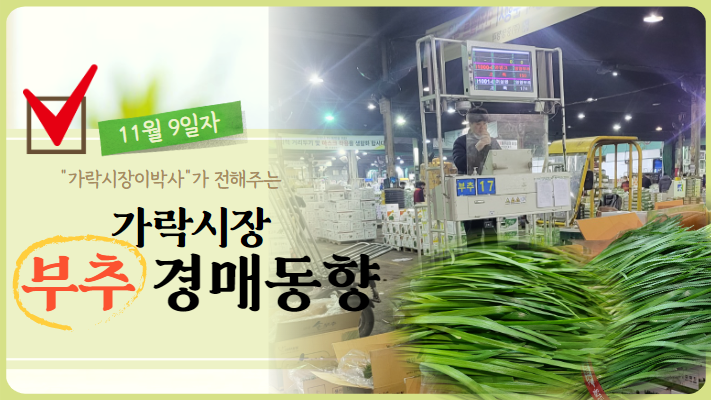 [경매사 일일보고] 11월 9일자 가락시장 "부추" 경매동향을 살펴보겠습니다!