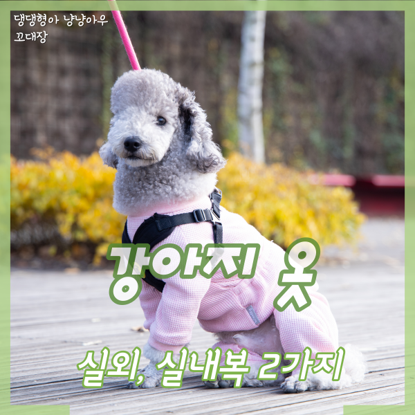  강아지옷 올인원 겨울에 입기 좋은 실외, 실내복 2가지 추천