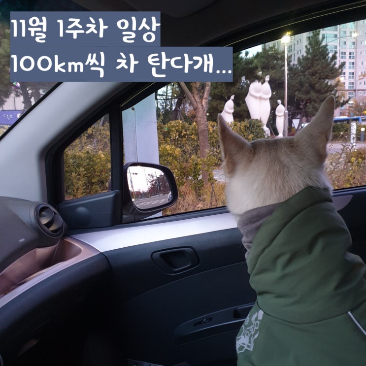 반려견과 함께하는 1인 가구 비혼 여성의 일상 반려견과 함께하는 1인 가구 비혼 여성의 일상