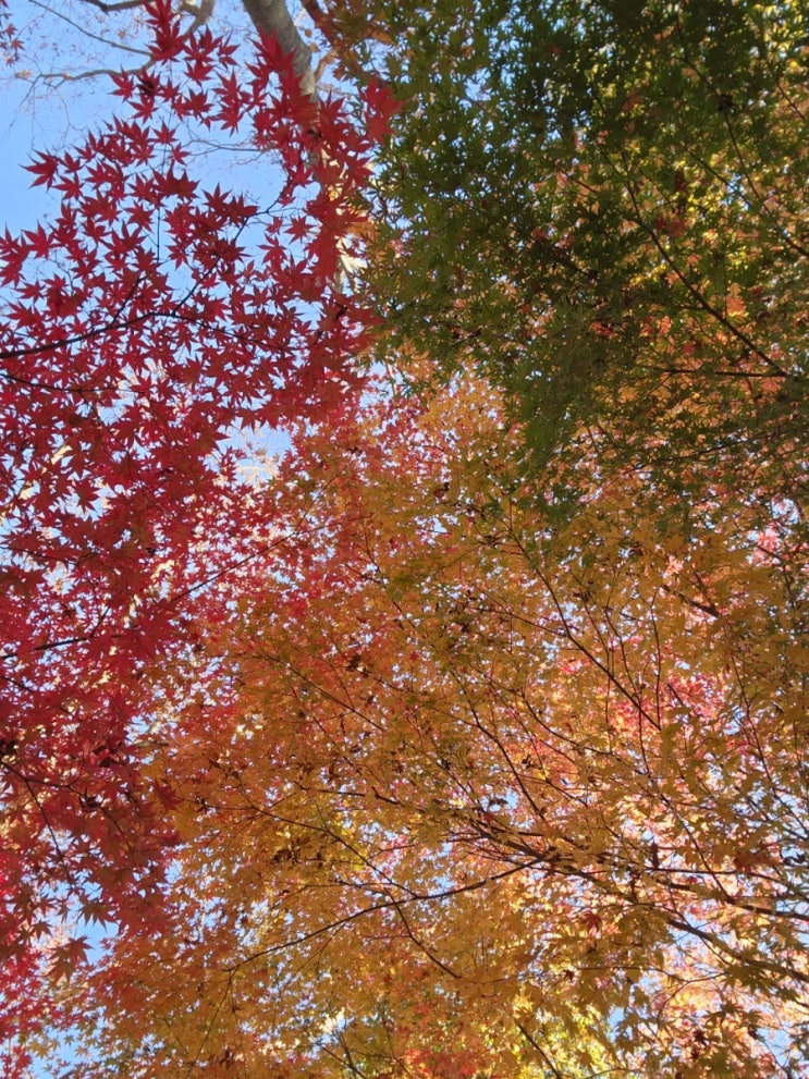  아이랑 단풍놀이 강천산 유모차 가능해서 좋아요 (입장료/주차장/단풍시기/음식점/식당)