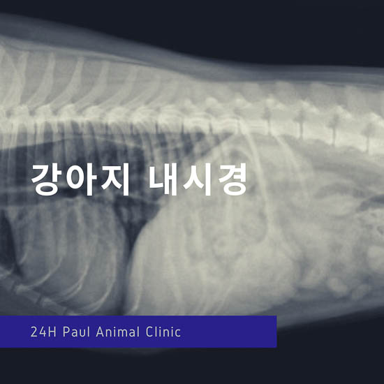 강아지 과일 먹고 식도에 걸렸을때, 켁켁거림, 구토 & 성남 분당 24시 폴 동물병원