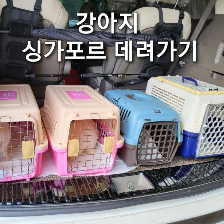  강아지 싱가포르 싱가폴 데려가기 서류대행 검역대행