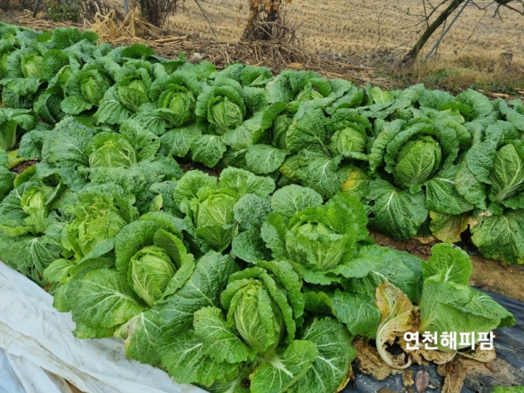  해피팜네 김장하는날 김장배추절이기