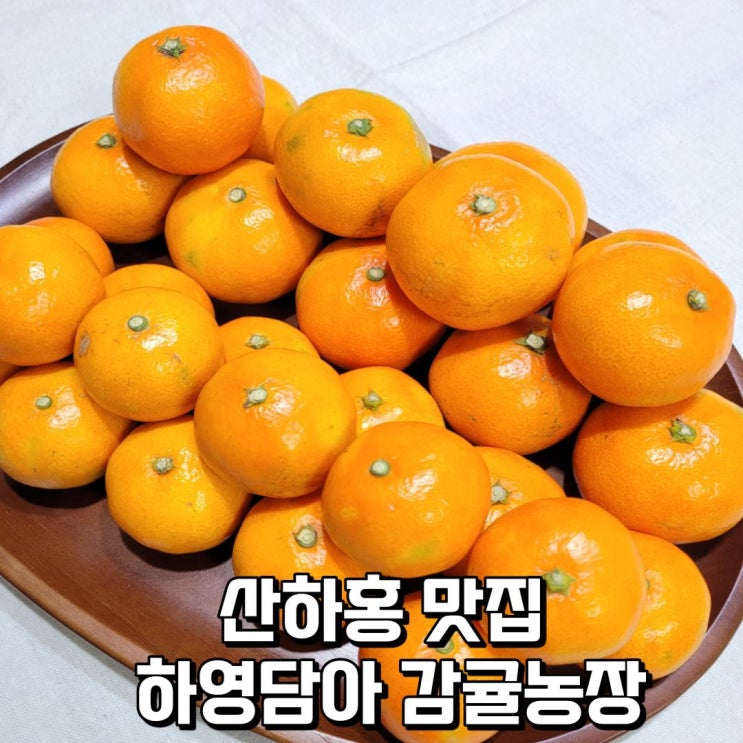  산하홍 빨간귤 맛집 제주 하영담아 감귤농장