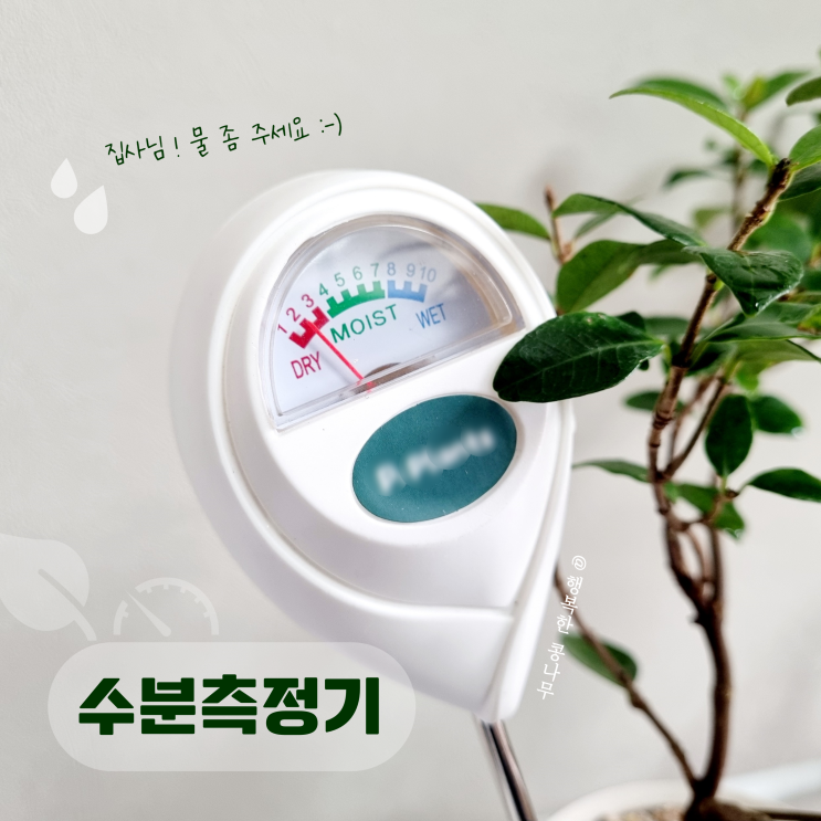  식물키우기에 도움 되는 초보 식집사의 5가지 잇템