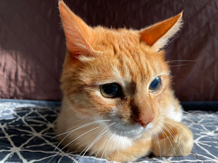  고양이 폐렴 증상. 기침, 콧물, 재채기 원인 및 예방법
