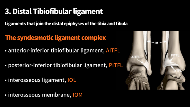 경비인대(syndesmosis) 발목 해부학 / AITFL, PITFL, IOL,IOM / High ankle sprain, 인대결합