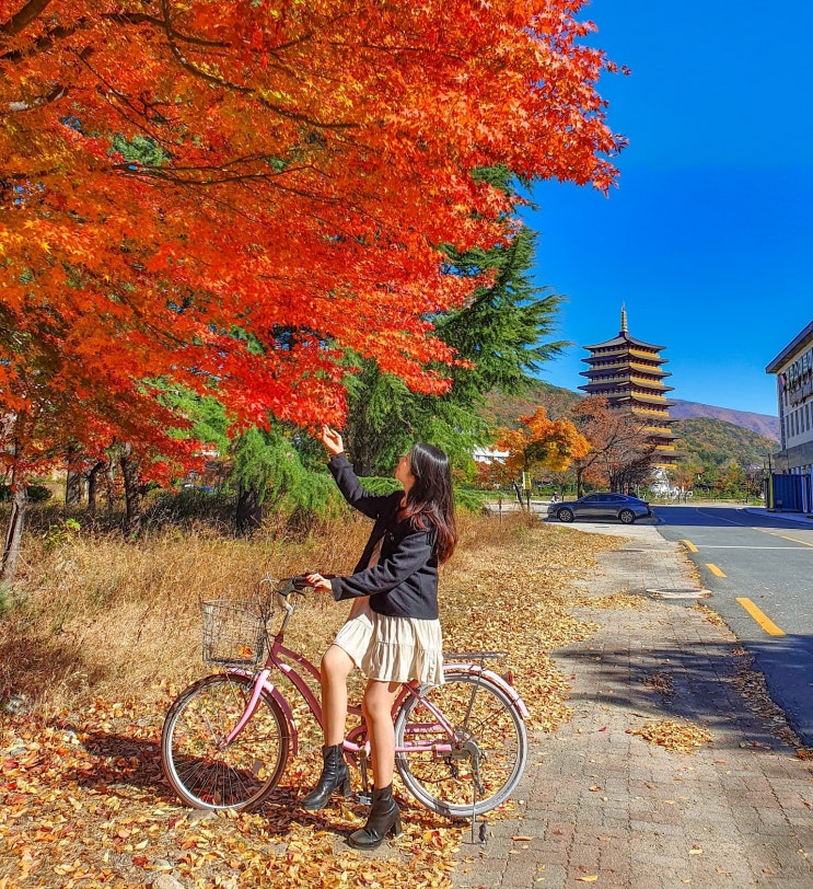  경주 가을 여행 | 10-11월 초에 예쁜 황룡원 단풍 포토존