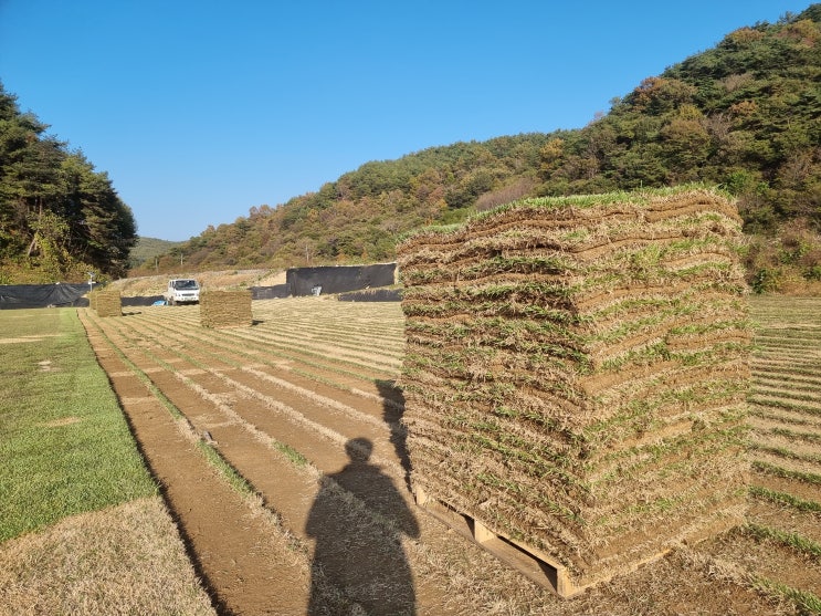  잔디가격 두꺼운 잔디를 원하신다면