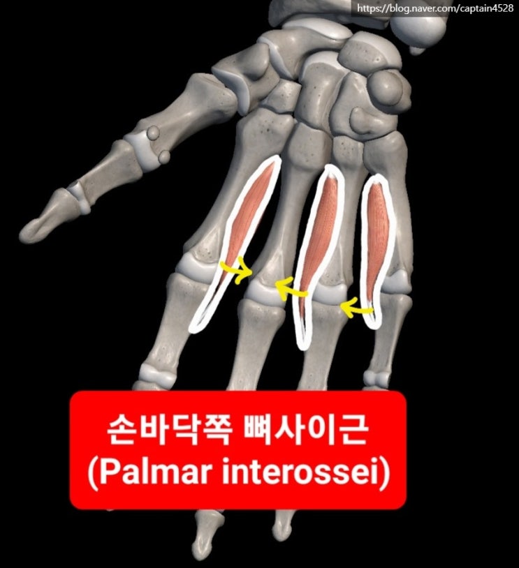 와텐버그 징후(Wartenberg's sign) : Ulnar nerve paralysis - Special test