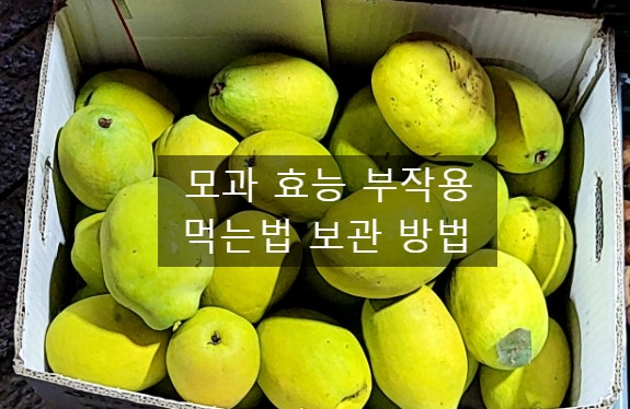  모과 효능 부작용 먹는 법(ft. 고르는 법 손질법 보관 방법 수확 시기) 모과씨 먹지 마세요.