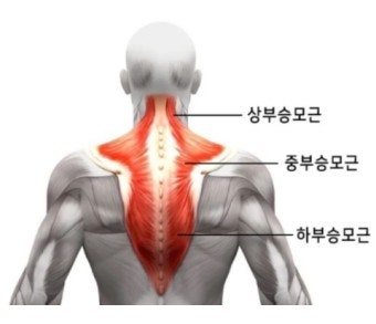 승모근, 상승모근 스트레치(염창헬스, 불창피티, 강서헬스, 강서피티) 1