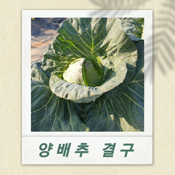  [가을 텃밭키우기] 양배추 결구시기/양파모종심기/단감말리기