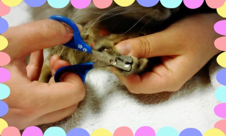 고양이 발톱깎기 주기와 혈관 안다치게 깎는법