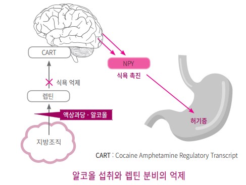 다이어트와 알코올, 늦은 밤 라면을 찾는 이유, 아침 해장국이 좋은 이유는?