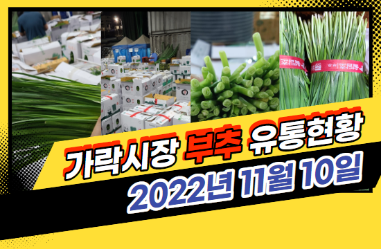  [경매사 일일보고] 11월 10일자 가락시장 "부추" 경매동향을 살펴보겠습니다!