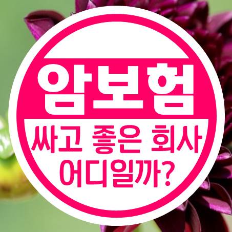  내게 적합한 암진단금보험 회사는 과연 어디일까?