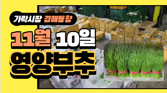  [경매사 일일보고] 11월 10일자 가락시장 "영양부추" 경매동향을 살펴보겠습니다!
