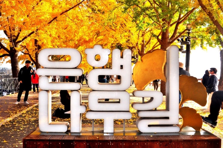  아산곡교천 은행나무길/외암민속마을/공세리성당, 아산 은행나무길 축제(아산 여행, 아산 가볼만한 곳)
