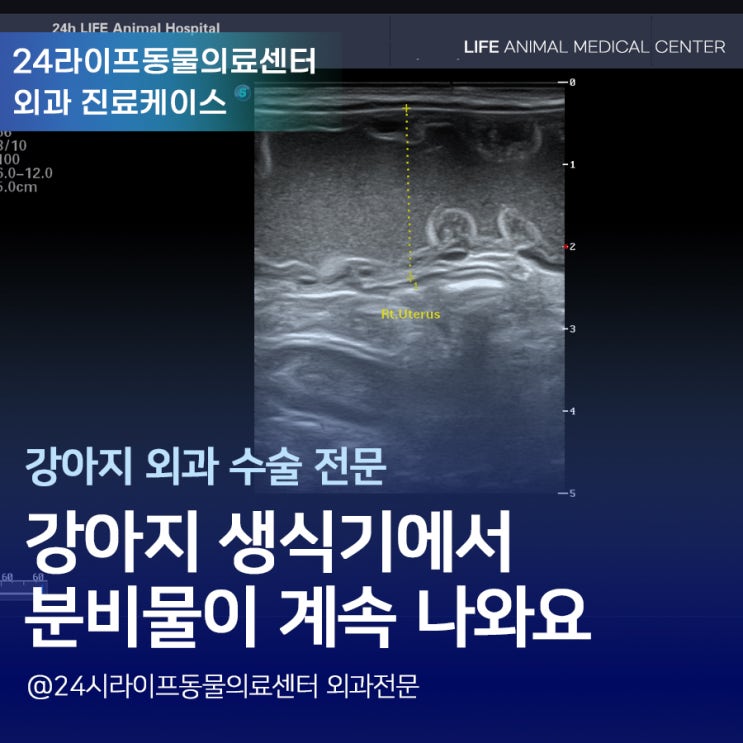 9살 강아지 자궁축농증 수술 : 강아지 생식기 분비물이 계속 나와요! 대구24시동물병원 라이프동물의료센터 9살 강아지 자궁축농증 수술 : 강아지 생식기 분비물이 계속 나와요! 대구24시동물병원 라이프동물의료센터