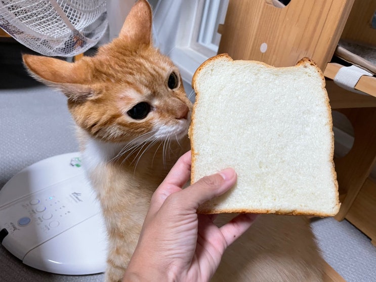 우유로 만든 빵, 식빵 고양이에게 조금 먹여봐도 될까?