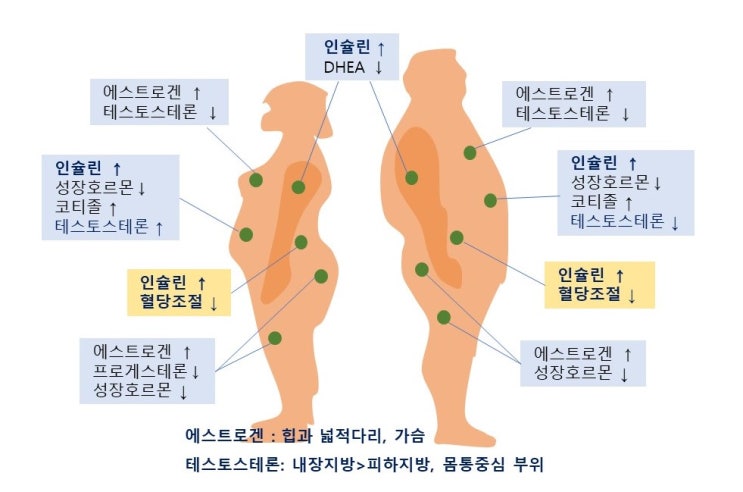  호르몬(성호르몬, 코티졸, 성장호르몬 등)과 카테콜아민수용체가 체지방분포에 미치는 영향, 살찌고 살빠지는 순서