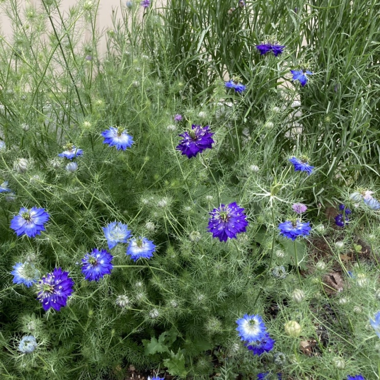 11월 정원 _ Cornflower(수레국화), Nigella 11월 정원 _ Cornflower(수레국화), Nigella