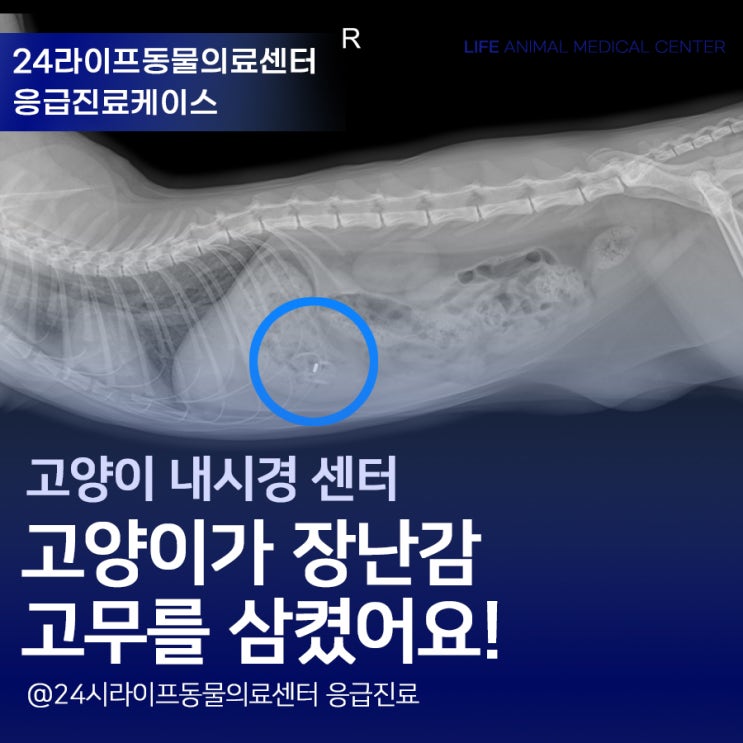 대구 고양이 내시경 동물병원 : 고양이가 장난감 고무를 삼켰어요! 대구 고양이 내시경 동물병원 : 고양이가 장난감 고무를 삼켰어요!