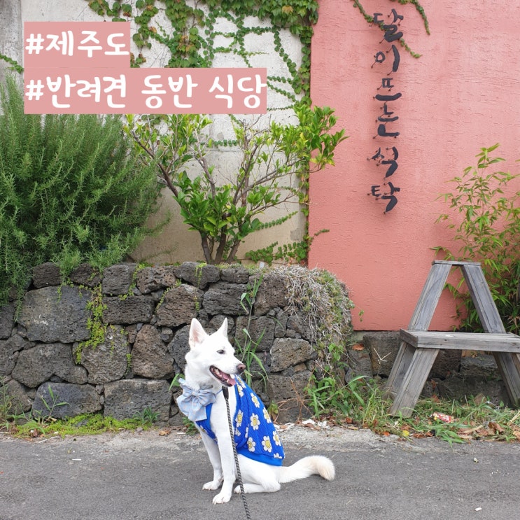 제주도 반려견 동반 식당 달이 뜨는 식탁 제주도 반려견 동반 식당 달이 뜨는 식탁
