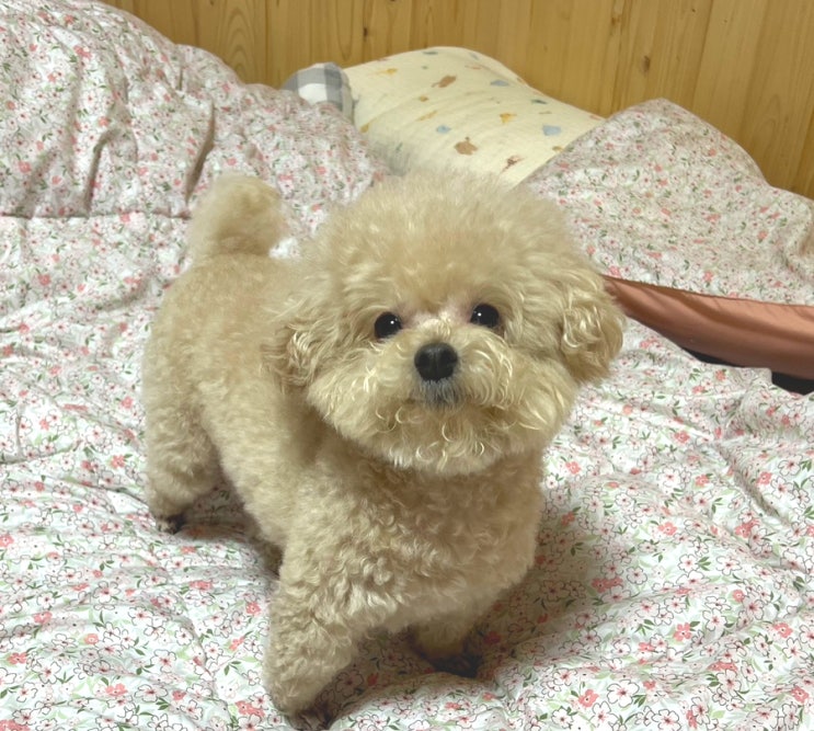  토이푸들 뽀야 스파 다녀온 일상