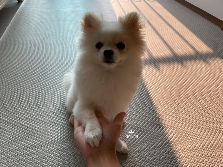  강아지 손 교육 , 빵 훈련 방법 생각보다 쉬워요.