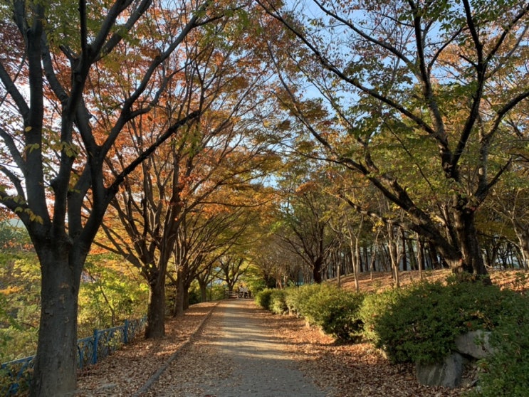 해운대 단풍구경하기 좋은곳! 좌동  대천공원 장산 가볍게 산책겸 걷기 좋아서 주말 나들이로도 추천해요!