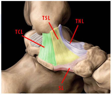 내측 발목 인대 해부학(MCL) / Deltoid  ligament(삼각인대), 삼각인대의 표층(Superficial), 삼각인대의 심부층(Deep)