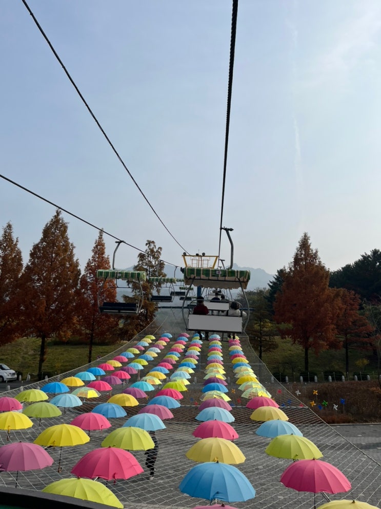  과천 서울대공원 동물원 리프트, 주차, 동물, 관람중지 등 이용정보
