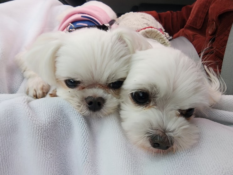  지구방위대 와리 & 흰돌이~~~