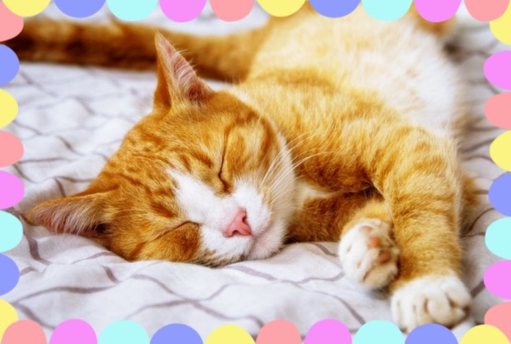 고양이 자는 자세 위치 의미 하루 평균 수면 시간 얼마나 자나요?
