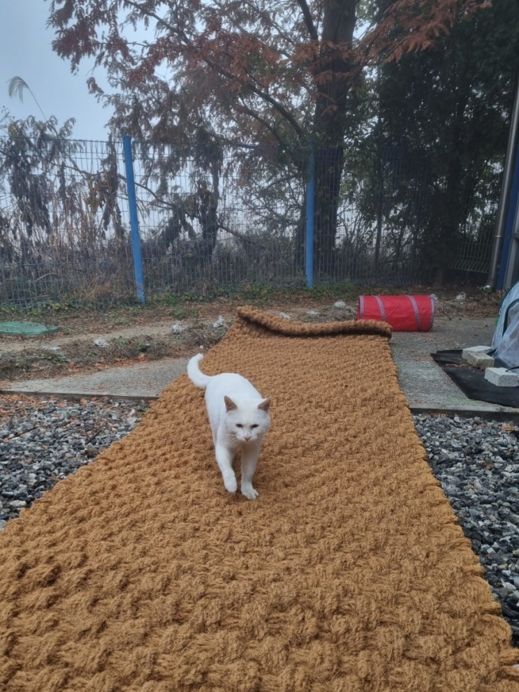  내돈내산 : 길냥이옥수 보금자리 만들기-① 길고양이 겨울집 만들기 아이템 야자매트와 경량 파렛트