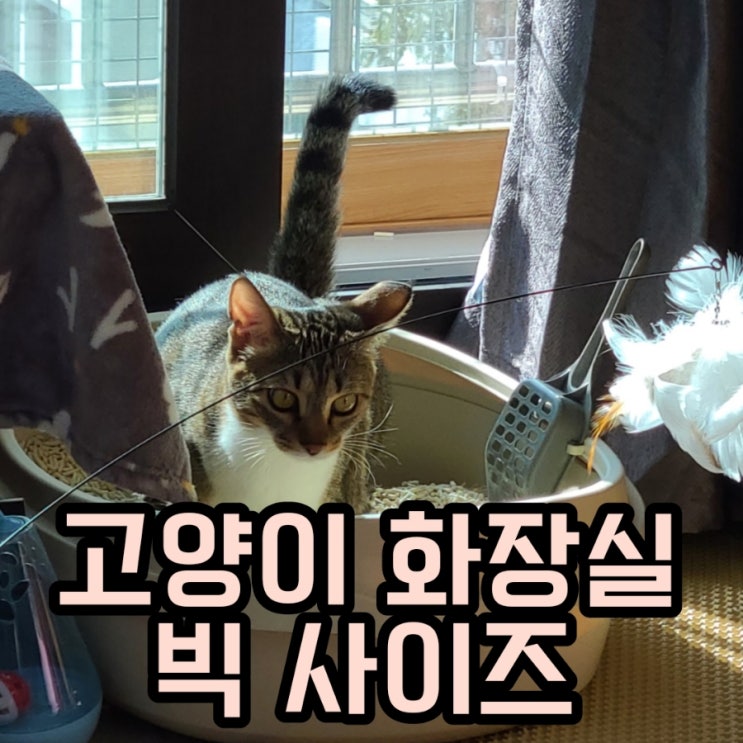 고양이 화장실 빅 사이즈 캐츠태그 점보 묘래박스 화장실 바꿔줘야 할 시기
