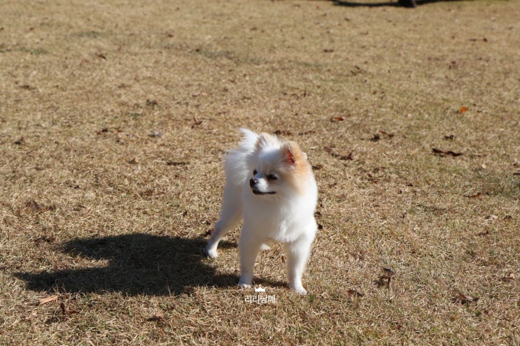  국제 강아지의 날 (National Puppy Day)